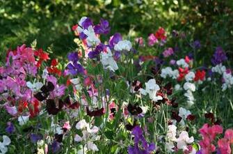 Wallpaper Sweet Peas Flowering Colorful Fresh Herbs HD Background