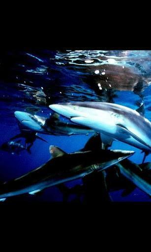 Predator Shark Live Wallpaper For Android By Galleryapp