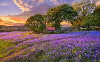 Top Flower Field Hq Pictures Wd Wallpaper