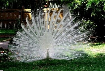 White Peacock Wallpaper Creative World