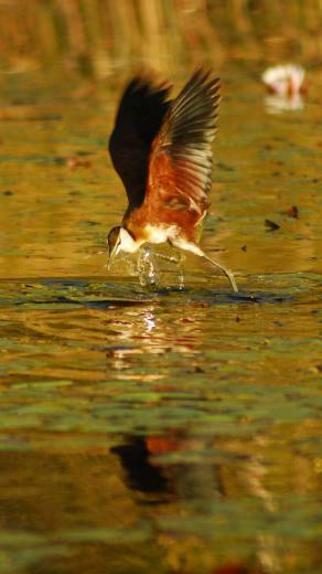 Wallpaper Botswana Bird Africa Flight QHD