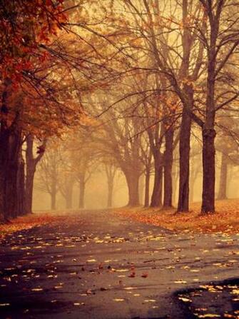 Park In Autumn iPad Wallpaper