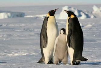Emperor Penguin HD Wallpaper Background Image