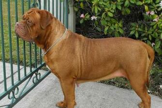 Dogue De Bordeaux Infoveto HD Walls Find Wallpaper