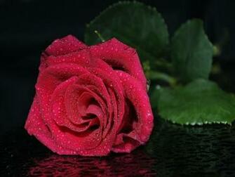 Flowers Fresh Red Rose Water Flower Regenerate Php Wallpaper HD Jpg