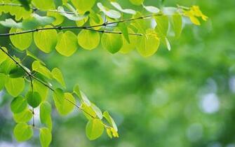 Naturaleza Wallpaper En Verde