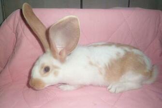 Big Eared Bunny Baby Farm Animals Wallpaper