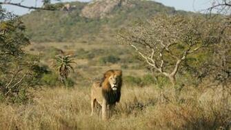 Wildlife Wallpaper Mountains South Africa Games