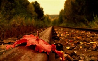 Red Fall Leaves Wallpaper Photos Wallpaperlepi