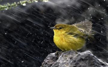 Birds Rain HD Wallpaper Desktop And Mobile Image Photos