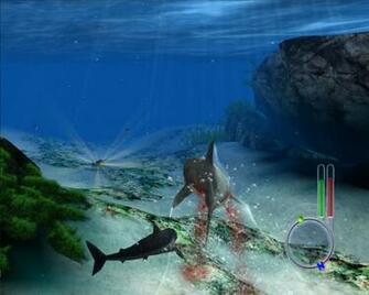 Kb Jpeg Shark Wallpaper Lold Org