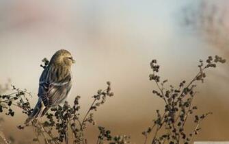 Redpoll 4k HD Desktop Wallpaper For Ultra Tv Wide