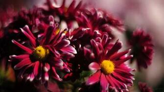 Image Beautiful Wallpaper For Desktop Of Flowers