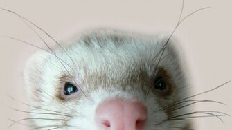 Wallpaper Ferret Eyes Looks Ferrets Animals Photo On The