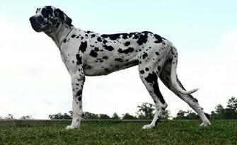 Fotos Great Dane Wallpaper