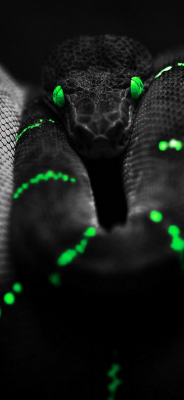 Dark Snake iPhone Wallpaper