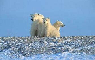 Wallpaper Polar Bears Arctic North Animals