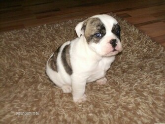 English Bulldog High Resolution Wallpaper Dogbreedswallpaper