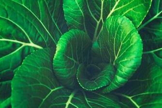 Freshwater Aquarium Plant Stony Coral Background To Modify