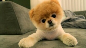 Boo Pomeranian Wallpaper Computer