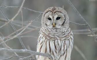 Cute Owl Wallpaper For