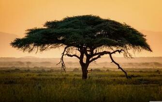 Africa Wallpaper Top Background