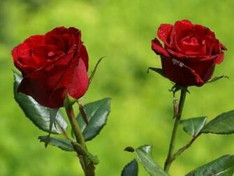 Flowers For Flower Lovers Beautiful Rose Wallpaper