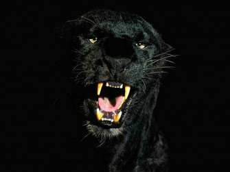 Dark Animals Wallpaper
