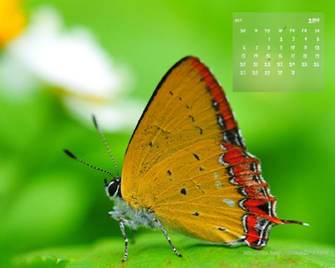 July Calendar Wallpaper Happy Holidays