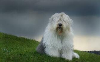 Old English Sheepdog Computer Wallpaper Desktop Background