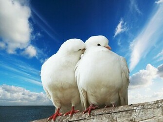 Doves Wallpaper