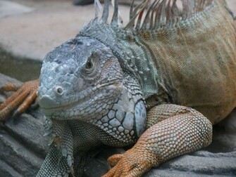 Iguana Wallpaper