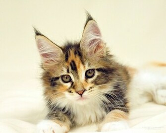 Maine Coon Cats Desktop Wallpaper Picture X Origami