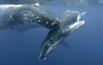 Animal Whale Wallpaper