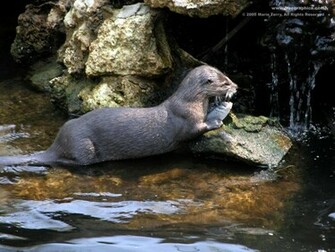 Otter Wallpaper Desktop