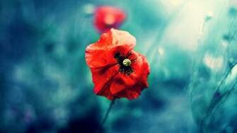 Wild Red Poppy Desktop Pc And Mac Wallpaper