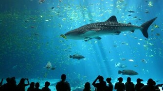 Beautiful Tiger Shark Pictures And Wallpaper