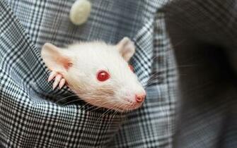 Wallpaper Mice Rodents Eyes White Whiskers Animal