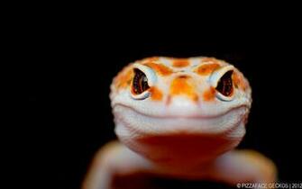 Leopard Gecko Wallpaper