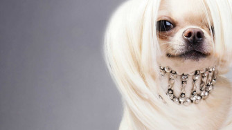 Cute Emo Chinese Crested Puppies Wallpaper Upload At