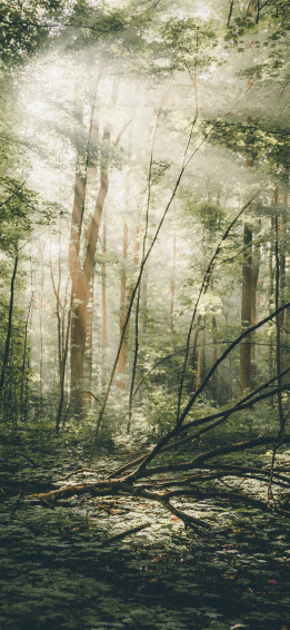 Forest Scenery iPhone Wallpaper