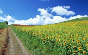 Summer Road Among Fields Wallpaper And Image