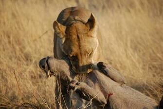 Best Jungle Life Animals Hunting Pics Wallpaper