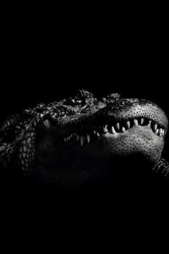 Animals iPhone Wallpaper Background Pictures Photos