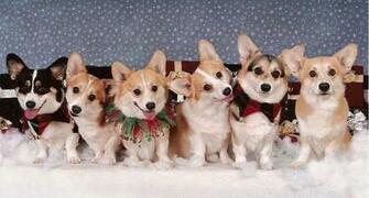 Harmony Corgi Pups By Corgiluv
