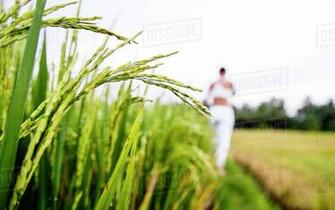 Crops Growing On Field With Woman Standing In Background Stock