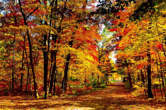 Usa Autumn Season Wallpaper