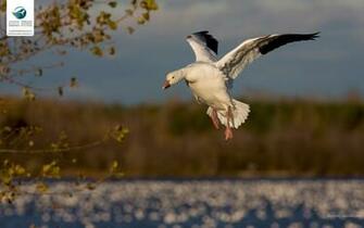 Snow Goose