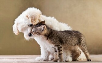 Of A Cat And Dog Cuddling Beautiful Wallpaper