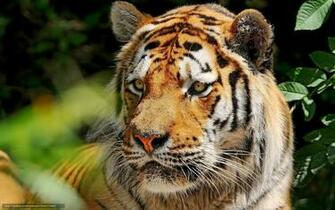Wallpaper Tiger Amur Snout Mustache Desktop